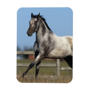 Magnet Flexible Cheval d'Appaloosa courant 3