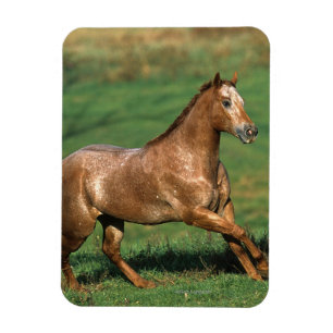 Magnet Flexible Cheval d'Appaloosa fonctionnant dans le domaine