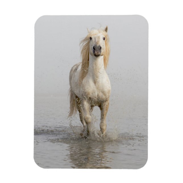 Magnet Flexible Cheval de Camargue courant dans l'eau (Vertical)