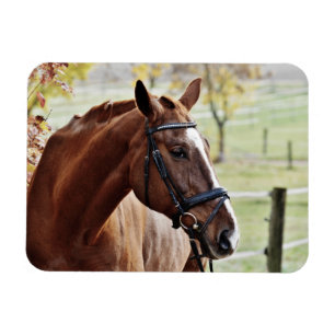 Magnet Flexible Cheval de châtaignes avec lame, Bridle, en Pâturag