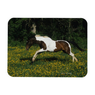 Magnet Flexible Cheval de peinture courant dans le champ de fleurs