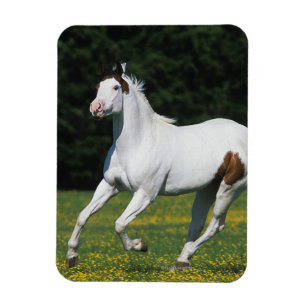 Magnet Flexible Cheval de peinture courant dans le champ de gravit