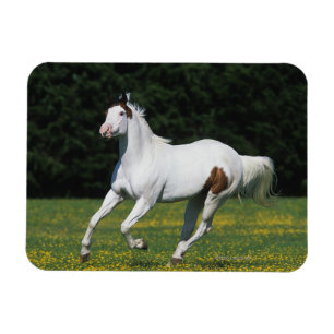 Magnet Flexible Cheval de peinture courant dans le champ de gravit