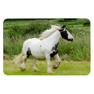 Magnet Flexible Cheval de peinture de Shire Aimant flexible