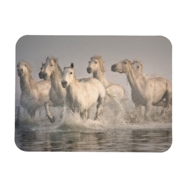 Magnet Flexible Cheval galopant dans l'eau méditerranéenne (Horizontal)