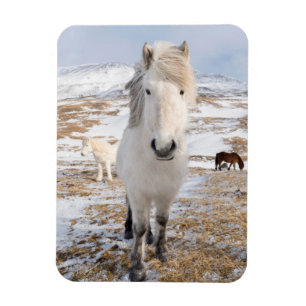 Magnet Flexible Cheval islandais blanc, Islande