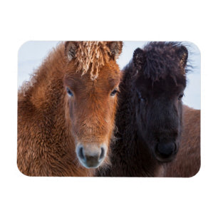 Magnet Flexible Cheval islandais en hiver en Islande
