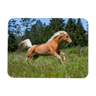 Magnet Flexible Cheval Palomino courant à travers une prairie
