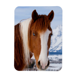 Magnet Flexible Cheval Pinto Mount Moran en hiver
