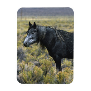 Magnet Flexible Cheval sauvage de mustang dans le désert