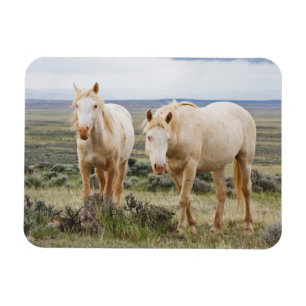 Magnet Flexible Cheval sauvage en itinérance sur le Priaire de Cod