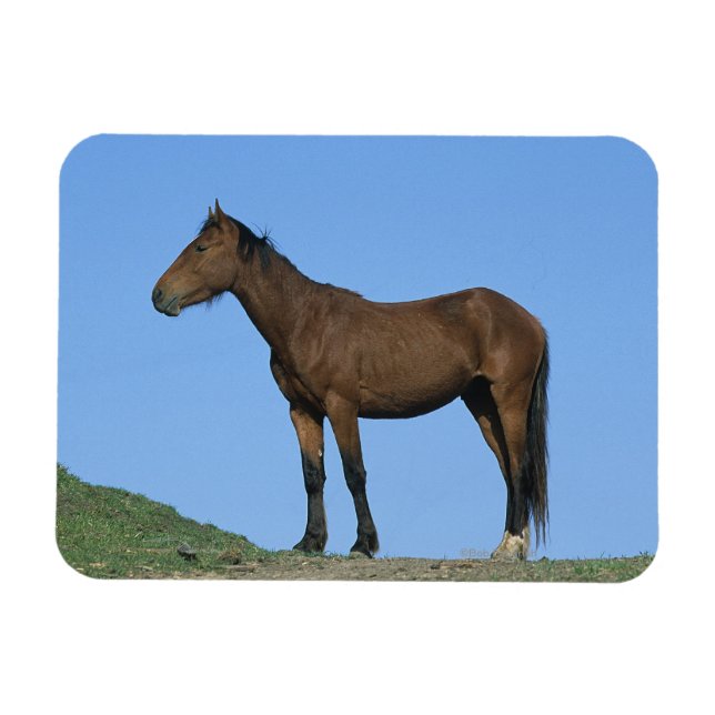Magnet Flexible Cheval sauvage Mustang (Horizontal)