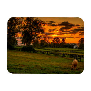 Magnet Flexible Cheval solitaire au coucher du soleil