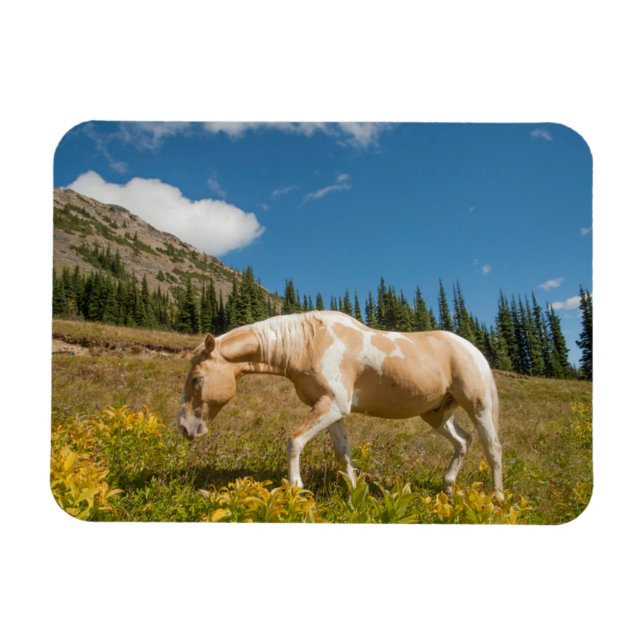 Magnet Flexible Cheval sur les herbes dans une prairie alpine en é (Horizontal)