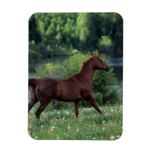 Magnet Flexible Cheval Thoroughbred debout en fleurs