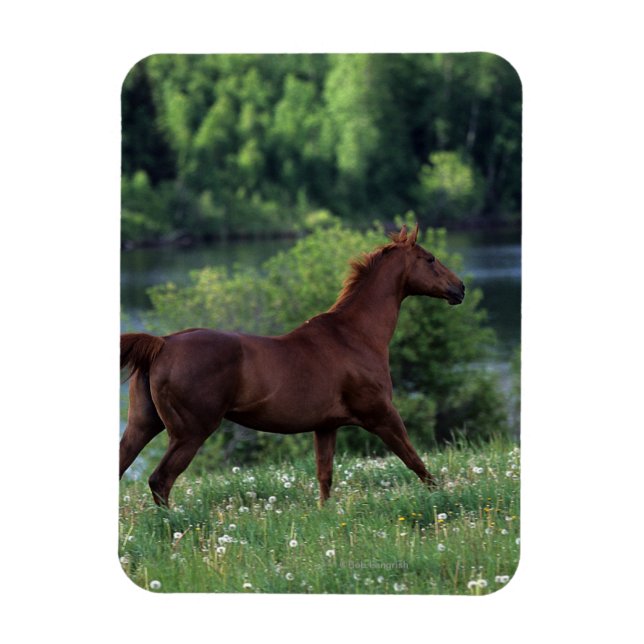 Magnet Flexible Cheval Thoroughbred debout en fleurs (Vertical)