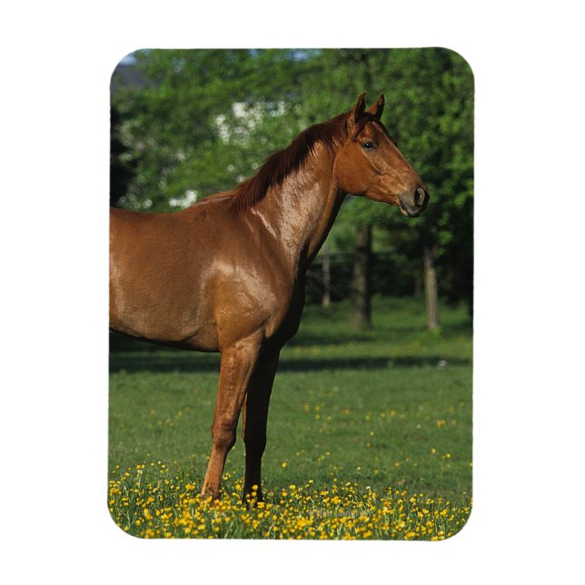 Magnet Flexible Cheval Thoroughbred en Fleurs (Vertical)