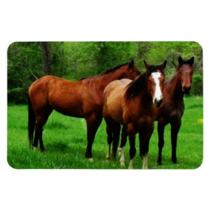 MAGNET FLEXIBLE CHEVAUX AMICAUX