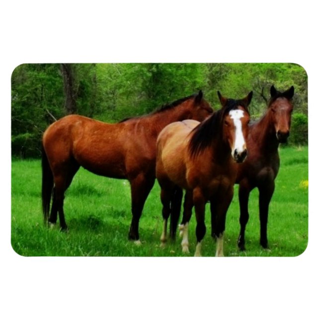 MAGNET FLEXIBLE CHEVAUX AMICAUX (Horizontal)