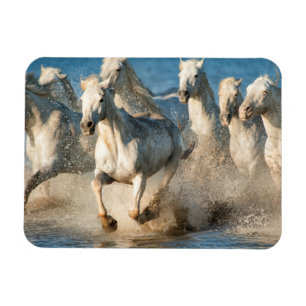 Magnet Flexible Chevaux blancs de Camargue, France