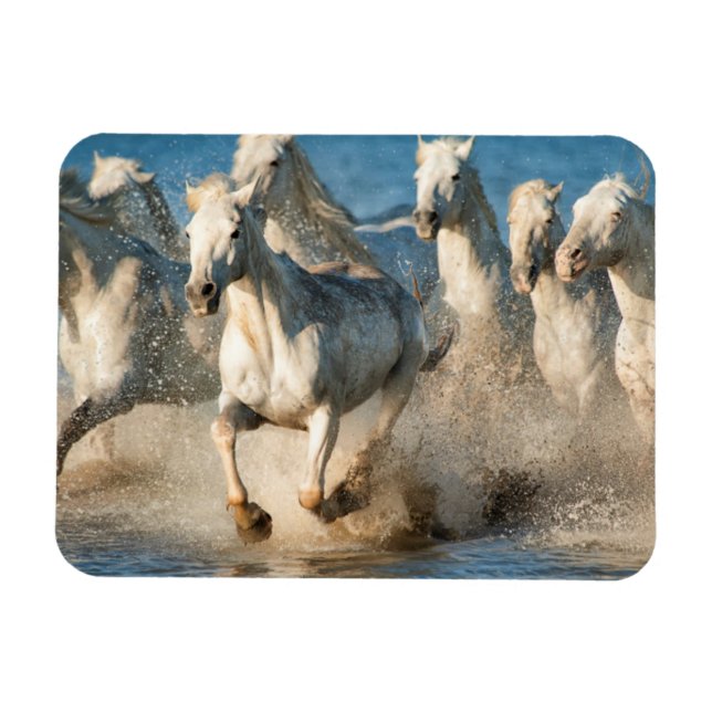 Magnet Flexible Chevaux blancs de Camargue, France (Horizontal)