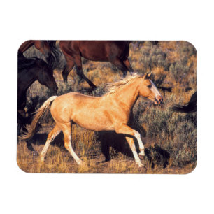 Magnet Flexible Chevaux courant dans un ranch Ponderosa