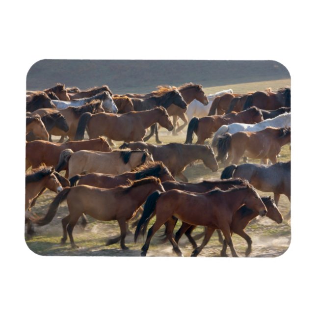 Magnet Flexible Chevaux dans le ranch, Mongolie intérieure, Chine (Horizontal)