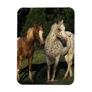 Magnet Flexible Chevaux d'Appaloosa