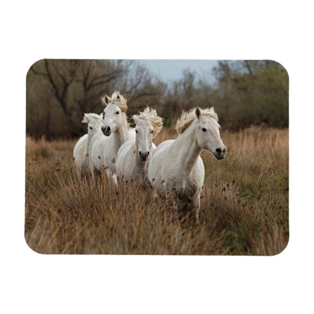 Magnet Flexible Chevaux de Camargue en course (Horizontal)