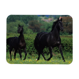 Magnet Flexible Chevaux de pur sang dans le domaine de fleur
