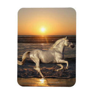 Magnet Flexible Chevaux d'imaginaire : Coucher du soleil