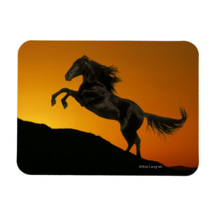 Magnet Flexible Chevaux d'imaginaire : Coucher du soleil de