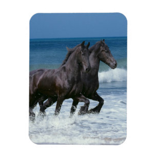 Magnet Flexible Chevaux d'Imaginaire : Friesians & Sea