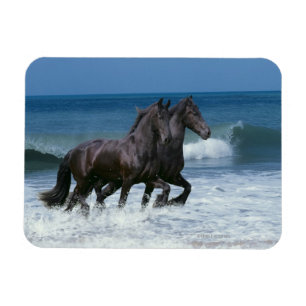 Magnet Flexible Chevaux d'imaginaire : Frisons et mer