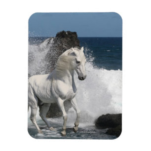 Magnet Flexible Chevaux d'Imaginaire : Mer du Sud