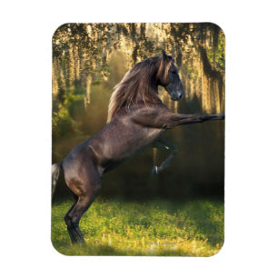 Magnet Flexible Chevaux d'imaginaire : Prince de guerrier