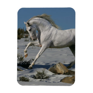 Magnet Flexible Chevaux d'imaginaire : Roi de neige