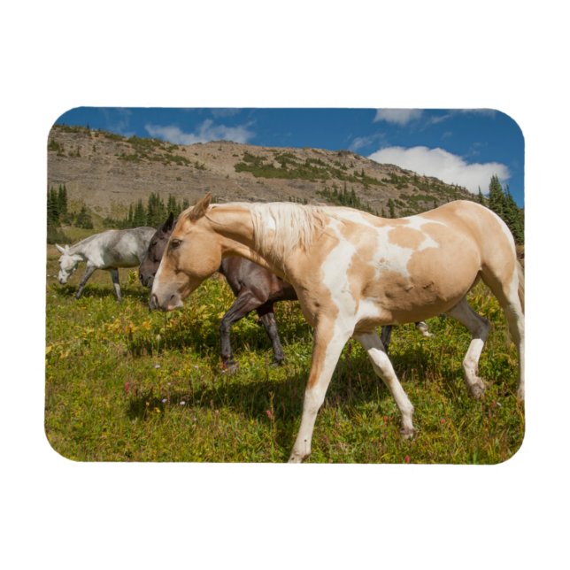 Magnet Flexible Chevaux et Mules (Horizontal)