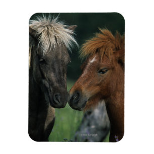 Magnet Flexible Chevaux miniatures Touchant