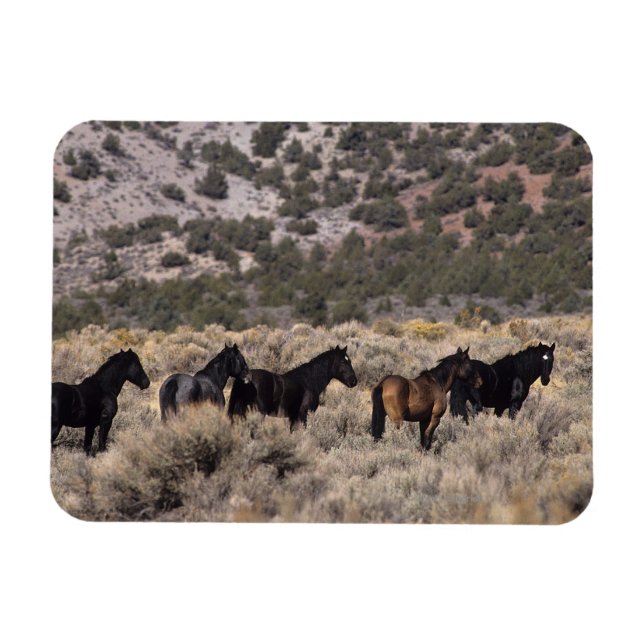 Magnet Flexible Chevaux Mustang sauvages dans le désert 2 (Horizontal)