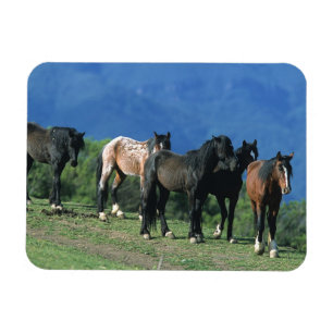 Magnet Flexible Chevaux Mustang sauvages dans les montagnes