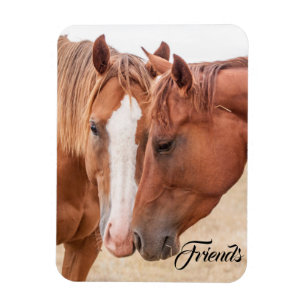 Magnet Flexible Chevaux qui se câlinent dans un pâturage