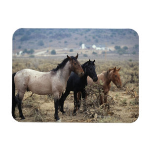 Magnet Flexible Chevaux sauvages 5 de mustang