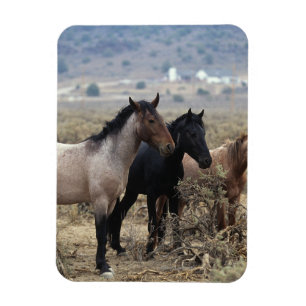 Magnet Flexible Chevaux sauvages 5 de mustang
