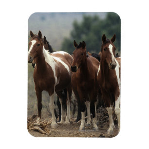 Magnet Flexible Chevaux sauvages 7 de mustang