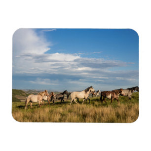 Magnet Flexible Chevaux sauvages dans le parc national Theodore Ro