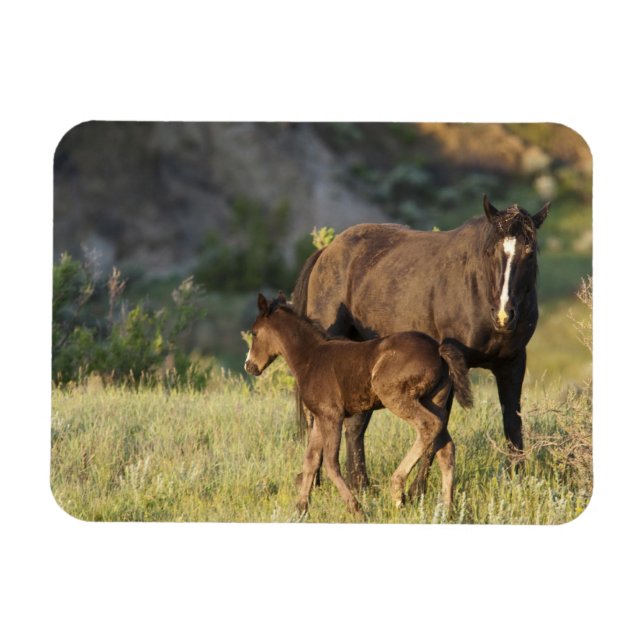 Magnet Flexible Chevaux sauvages dans le parc national Theodore Ro (Horizontal)