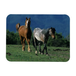 Magnet Flexible Chevaux sauvages de mustang