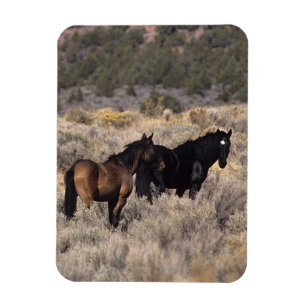 Magnet Flexible Chevaux sauvages de mustang dans le désert 2