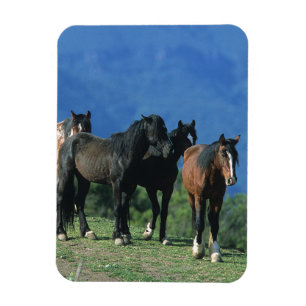 Magnet Flexible Chevaux sauvages de mustang dans les montagnes
